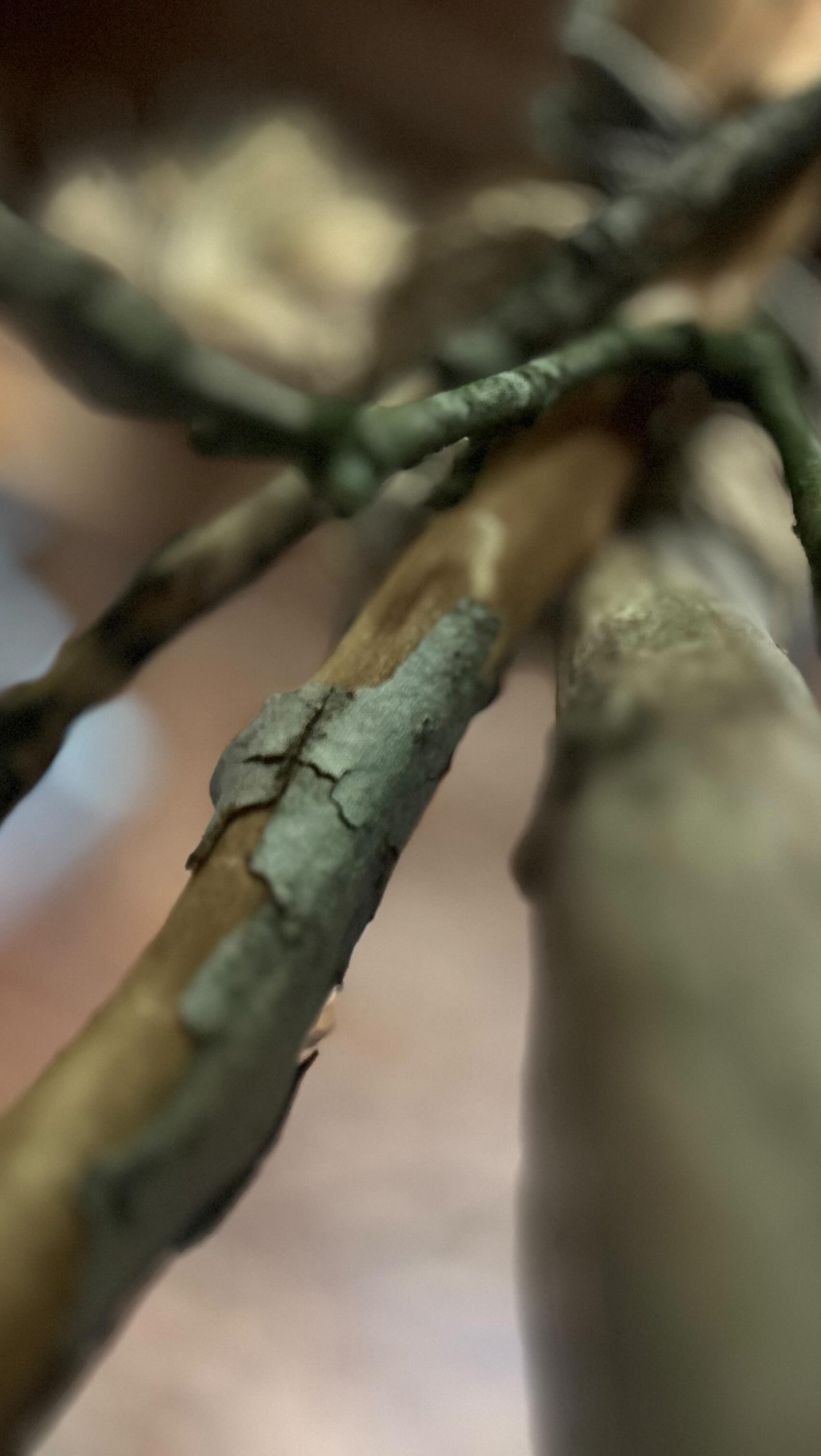 Gesangsperformance 
SYCAMORES 

am Sonntag, 1. Juni 2025, 
15:30 Uhr
KULTurWERKstatt Urdenbach
Bücherstraße 6, 
40593 Düsseldorf

im Rahmen des interdisziplinären Kunstprojektes
Wurzeln.